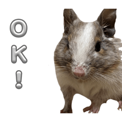 nodokat_20260509202758