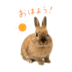 mokochan_20260509210649