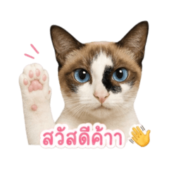 TaemTaem