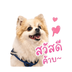 Thaivid_2024