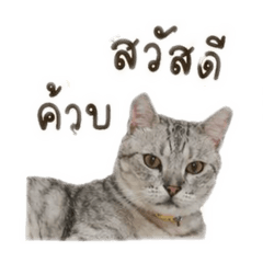 bubuleomaruai_20260428162533
