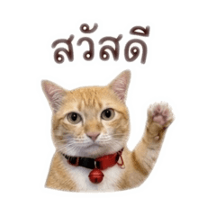Orange cat named Hope