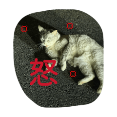 yuncha_20260510083154