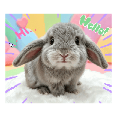 Chaky_rabbit