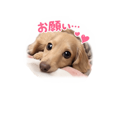 usako_20260509214212