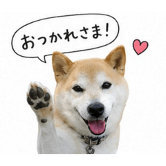 shibainu cute!
