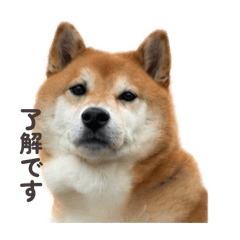 Koko_20260509215839
