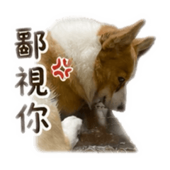 胖胖內