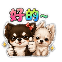 吉娃娃-弟弟&糖果
