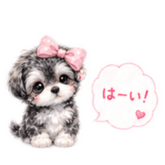 Pretty Chihuapoo