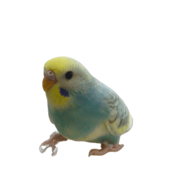 nfs_20260509225011