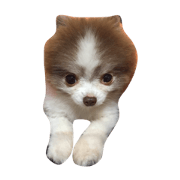 choco123