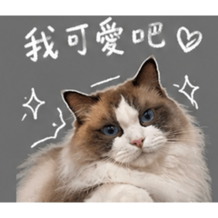 豆花是隻小貓