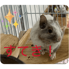 nodokat_20260509230200