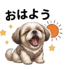 Shih Tzu Sumomo-chan 52