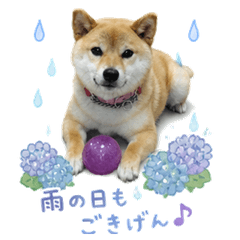 Hana and Pipi rainy day stickers!