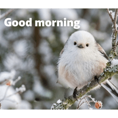 Snow fairy_20260428135137