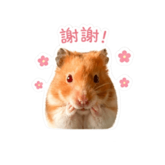 水梨拆家趣！！