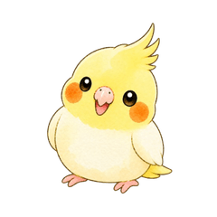 玄鳳鸚鵡日常貼圖