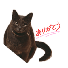 yukiji_20260510005541