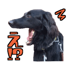 ONCKdog