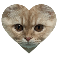 PIYOCAT_20260510010109