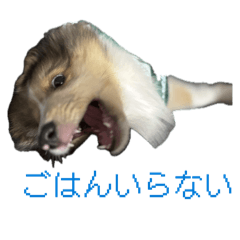Sachimaru3