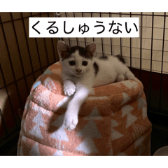k_20260510012456
