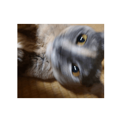 nerokuriobi_20260428190109