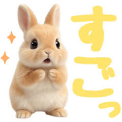 Fluffy Rabbit.2 Netherland Dwarf