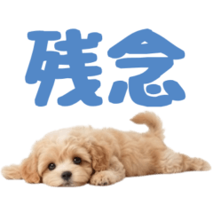 Fluffy Dog.2 maltipoo