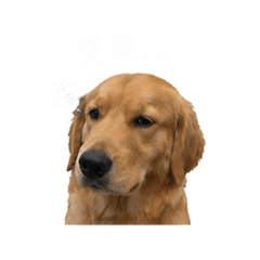 六月小狗狗