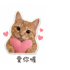 貓貓啊姆