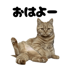 British Short hair with red tabby