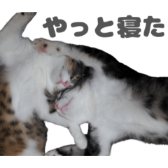 Cute Cat Brothers Parenting Stickers