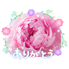 Momomotokage