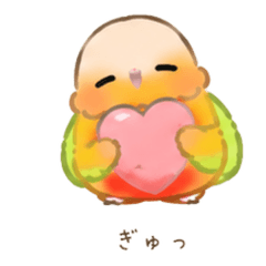 Scaly Parakeet: Sanchique