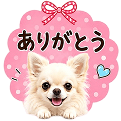 Blowout Chihuahua