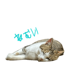 mokku_20260510014601