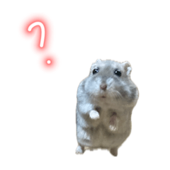 popopo_20260510124600