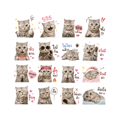 Nong Meaw Daily1