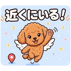 Lucky Flying Toy Poodle: Instant Meetup!