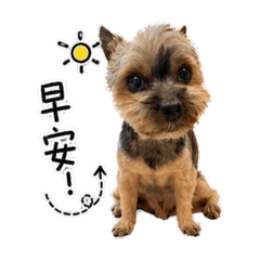 約克夏犬樂樂