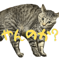 Neko-chan Daily Stickers