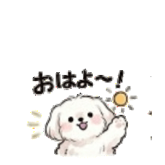 Chill maltese