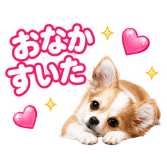 Tiny Mochi Chihuahua