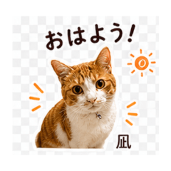 New Nagi