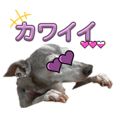 stupid Italian gray hound2