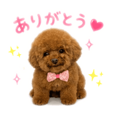 toypoodles mamekoma
