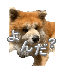 KOARA_20260510025235